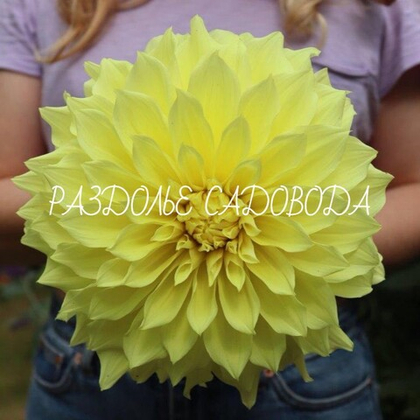 Георгина декоративная Кельвин Флудлайт