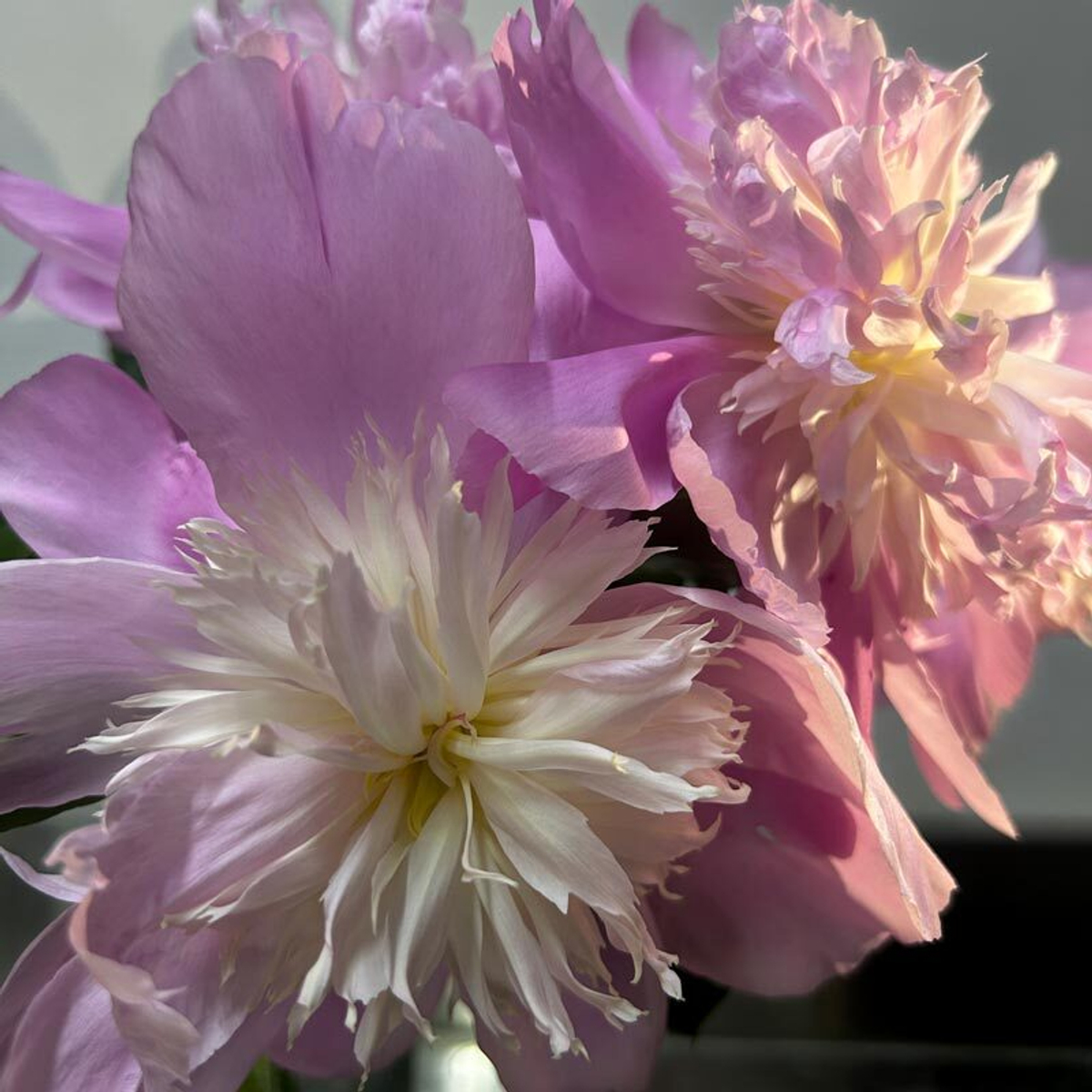 🌸♛ Месье Жюль Эли (Monsieur Jules Elie) — букет ароматных пионов — 8 марта у Феи