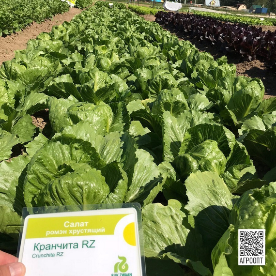Кранчита семена салата ромэн продукт – фото 13