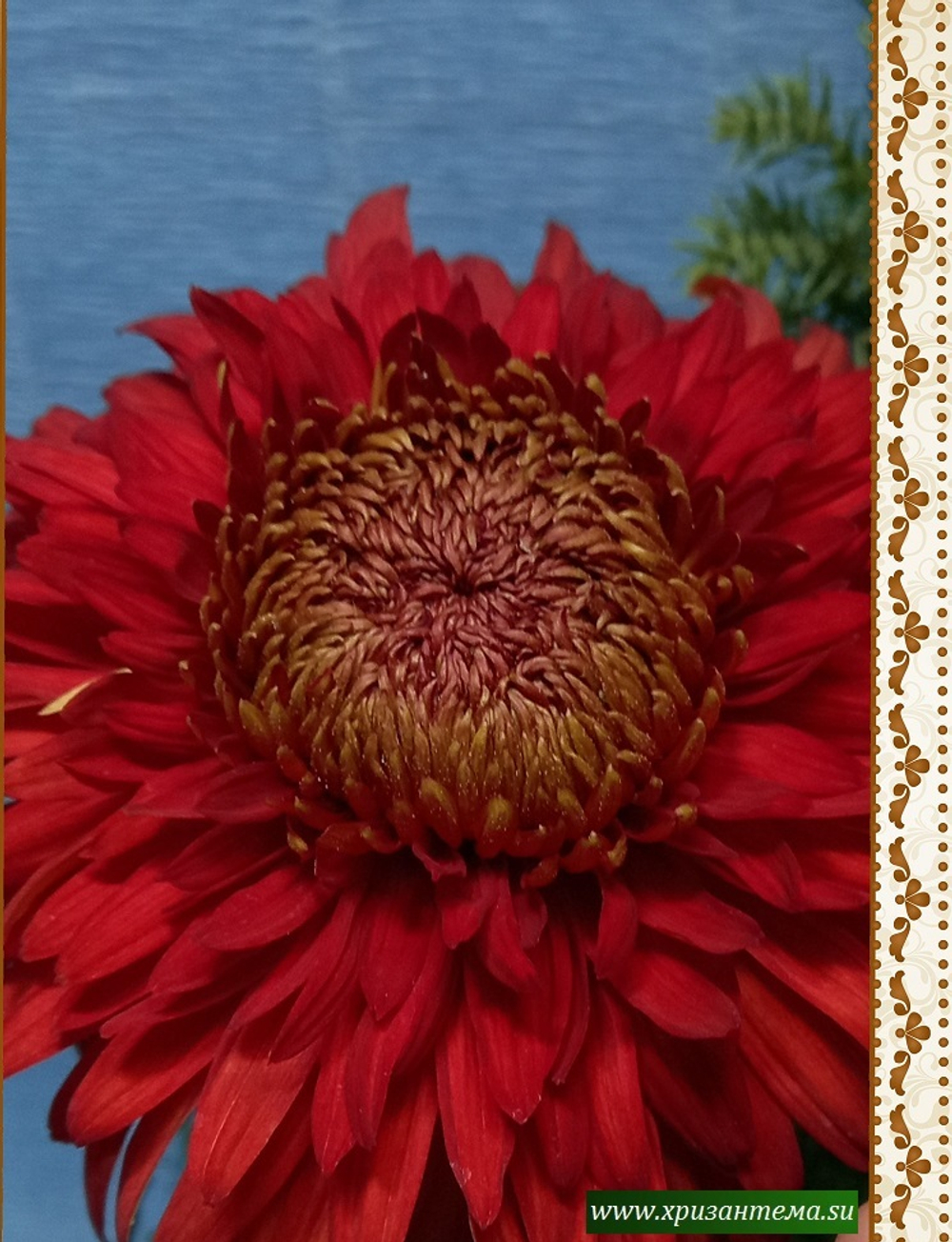 хризантемы красная крупноцветковые фото