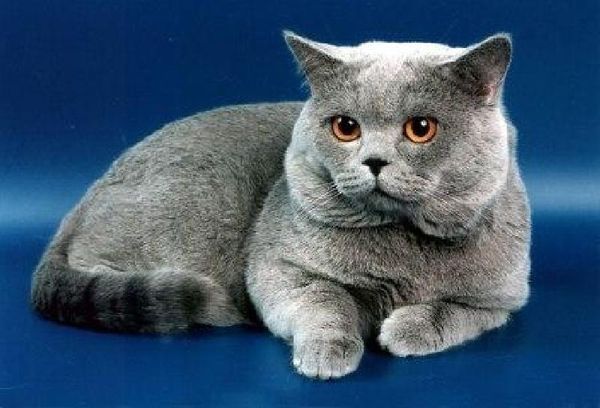 Коты-аристократы и коты-спасители