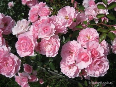 Роял Боника (Royal Bonica)