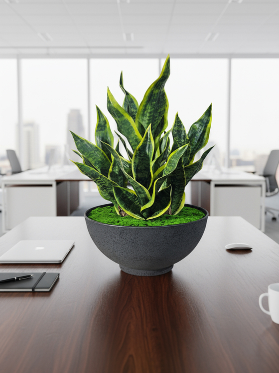 Щучий Хвост в большой чаше Лофт