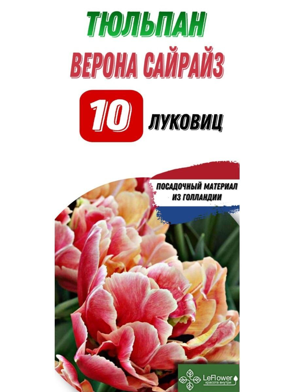 Тюльпан Луковица, Каденза, 10шт