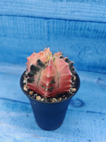 Gymnocalycium Variegata (Гимнокалициум Вариегатный)