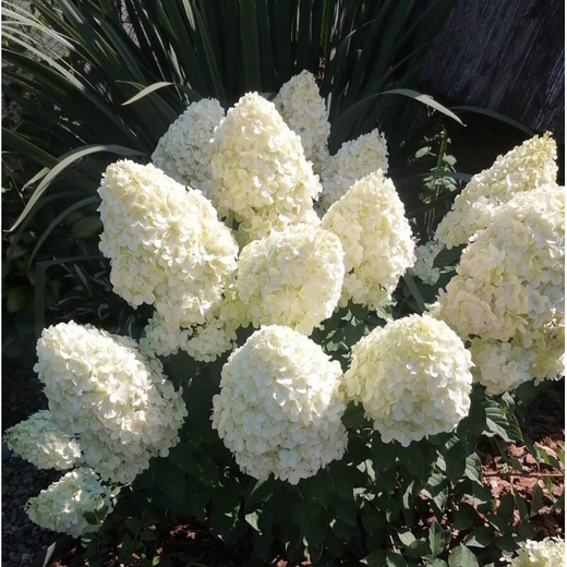 Гортензия метельчатая "Полар Бир" 7,5л