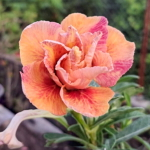 Адениум BLOOD MOON