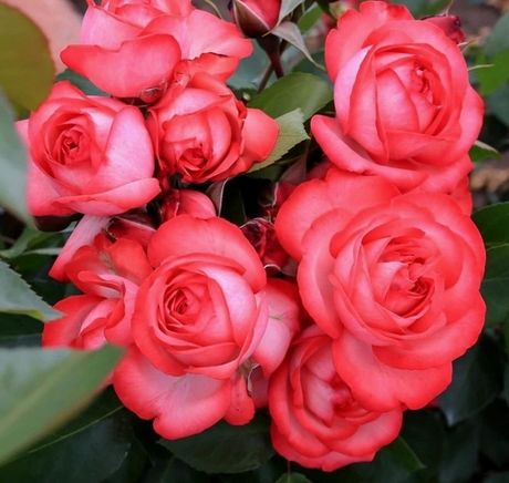 Антика (Antike)