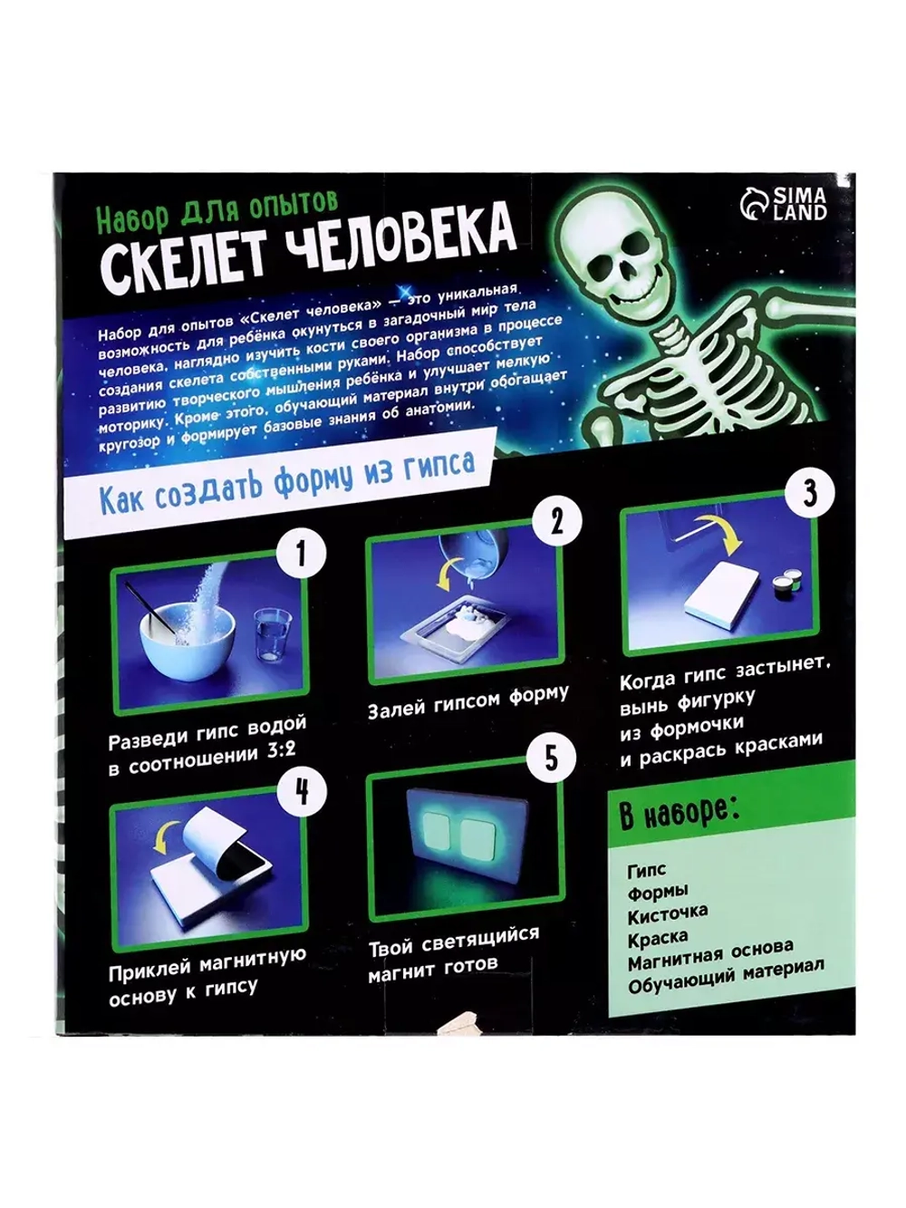 Научный опыт Гипсовый скелет человека Эврики