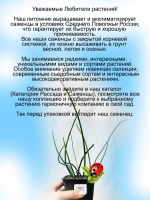Хвощ зимующий многолетний