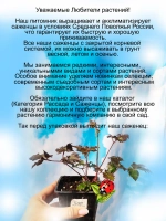 Астильба Колор флеш