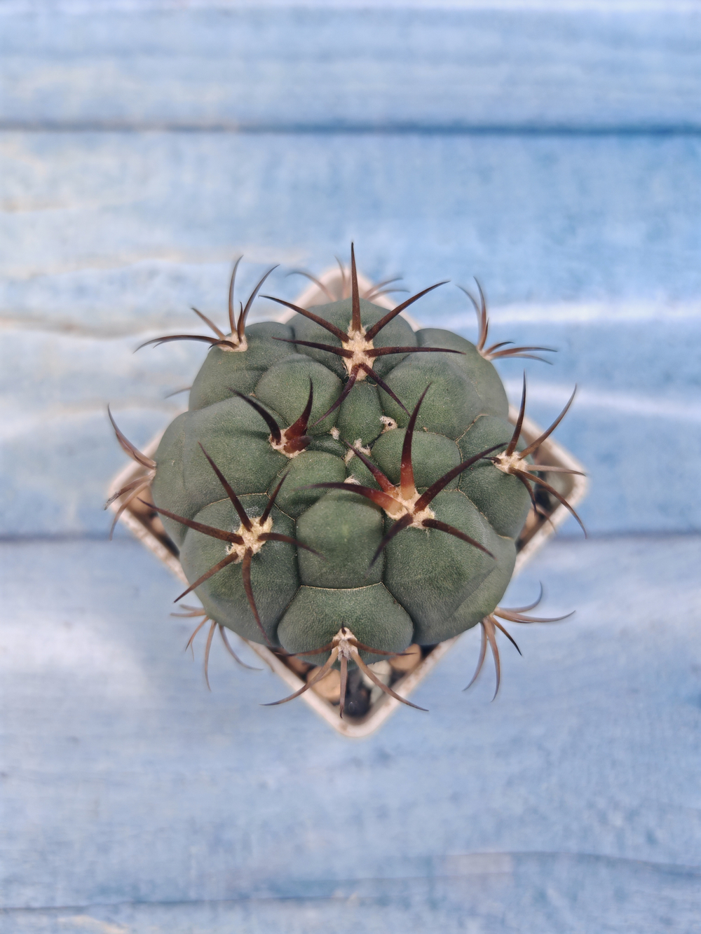 Gymnocalycium Pflanzii (Гимнокалициум)
