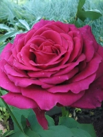 Роза чайно-гибридная Биг Пёрпл