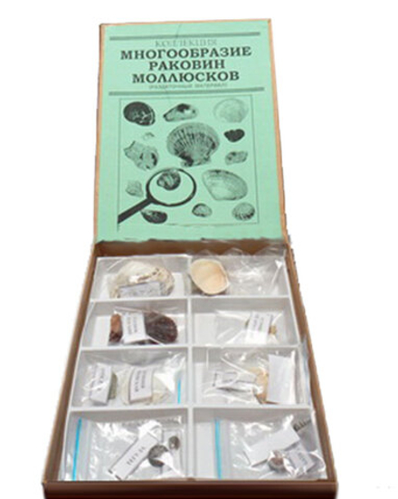 Коллекция Многообразие раковин моллюсков
