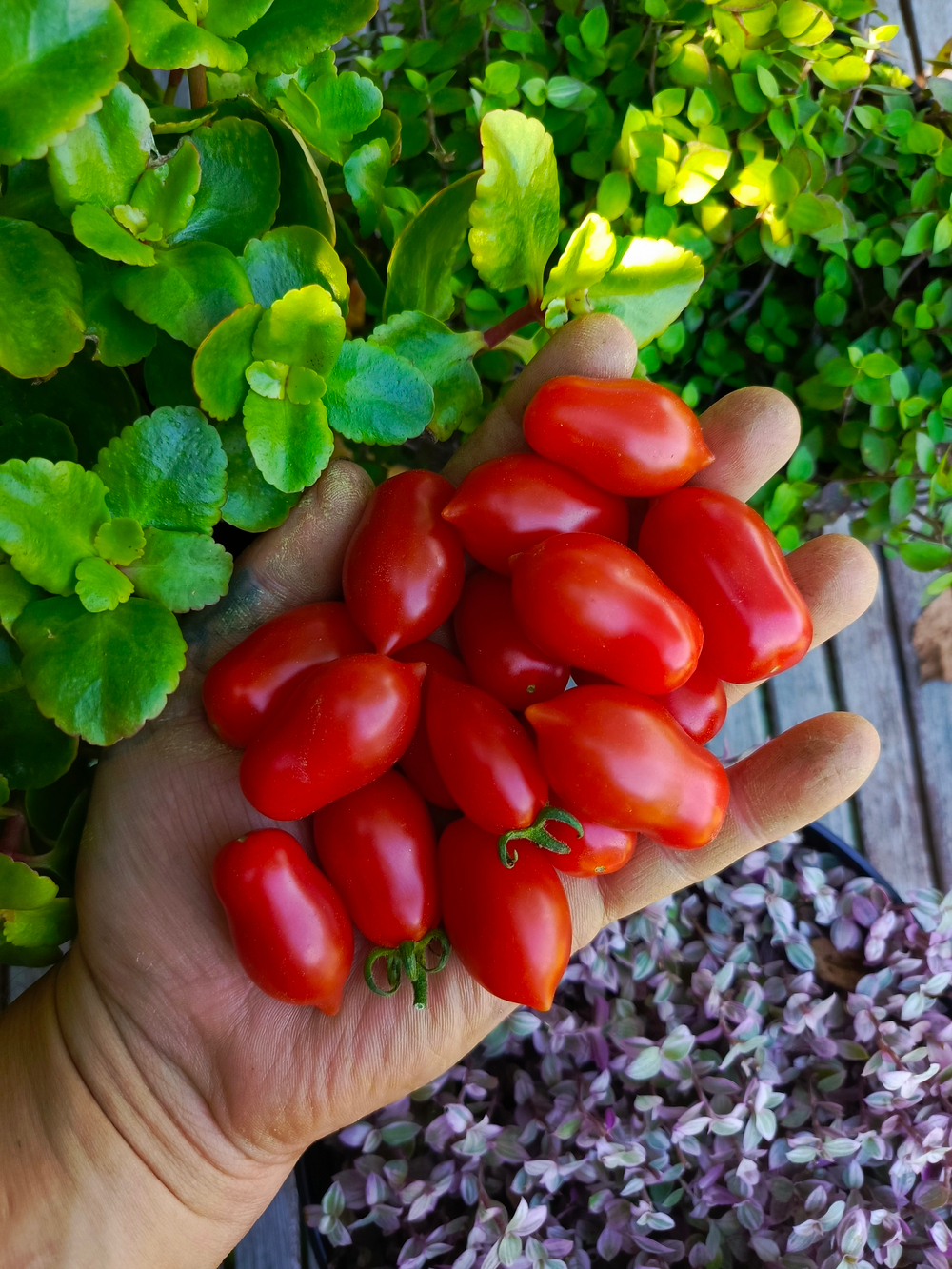 Даттерини красный (Datterini red) сорт томата