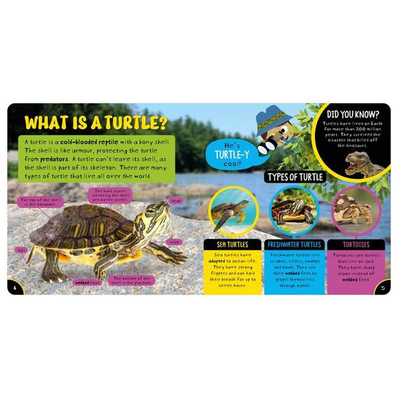 Amazing Turtles: Non-Fiction Board Book