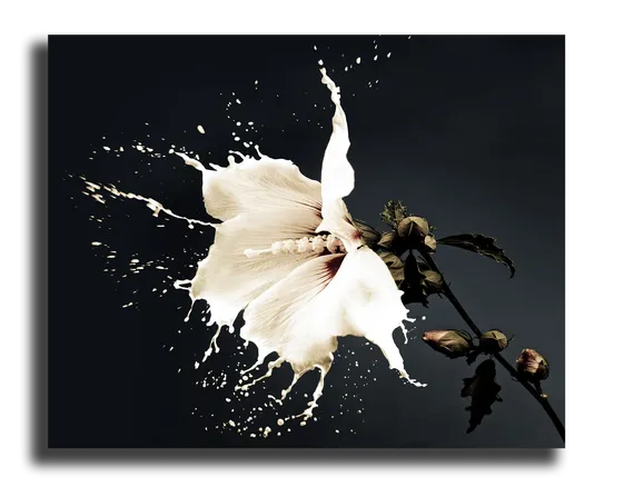 Постер "Молочный цветок"