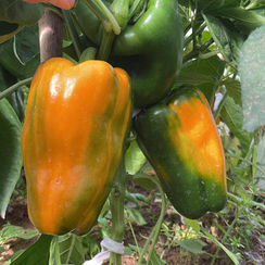 Джемини F1 семена перца сладкого (Nunhems / Нюнемс)