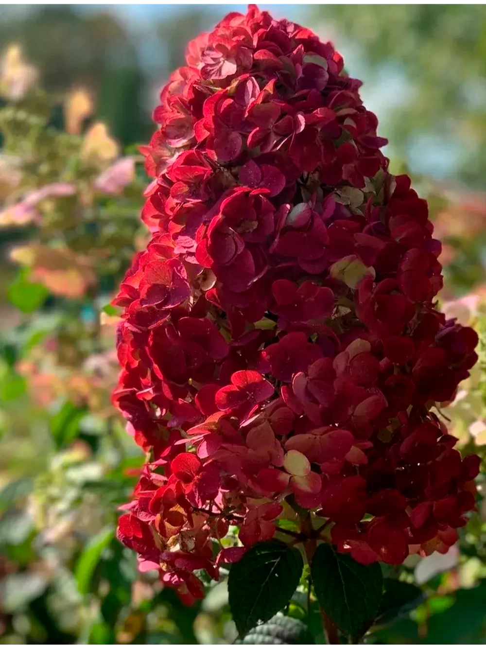Гортензия метельчатая - Вимс Ред (саженец в P9)