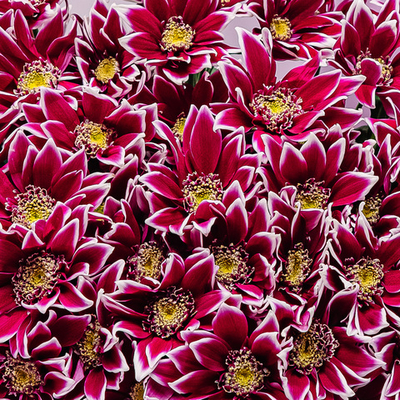 Букет 9 веток кустовой хризантемы