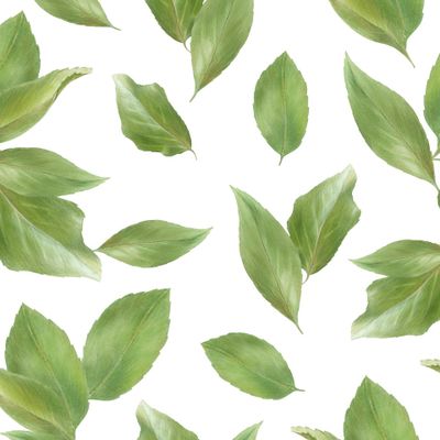 Pattern with green apricot leaves, watercolor illustration