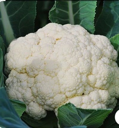 Капуста цветная Уайт Эксел F1 - White Excel F1 1000 семян