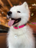 Ошейник мартингейл биотан , 25 мм, 35-39 см