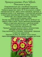 Примула ушковая Пирс Телфорд первоцвет