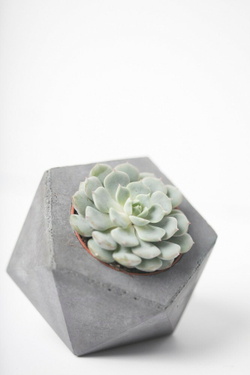 Эхеверия Голубая в стильном кашпо купить с доставкой