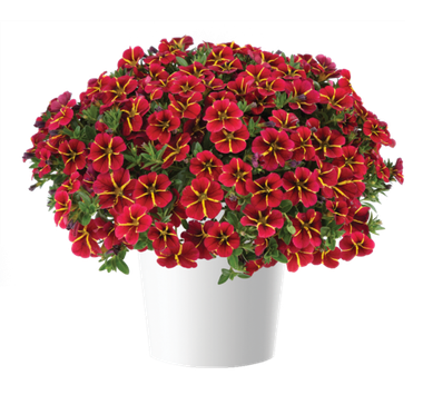 1991 Калибрахоа COLIBRI EXOTIC RED BLING (ВЕСНА 2025)