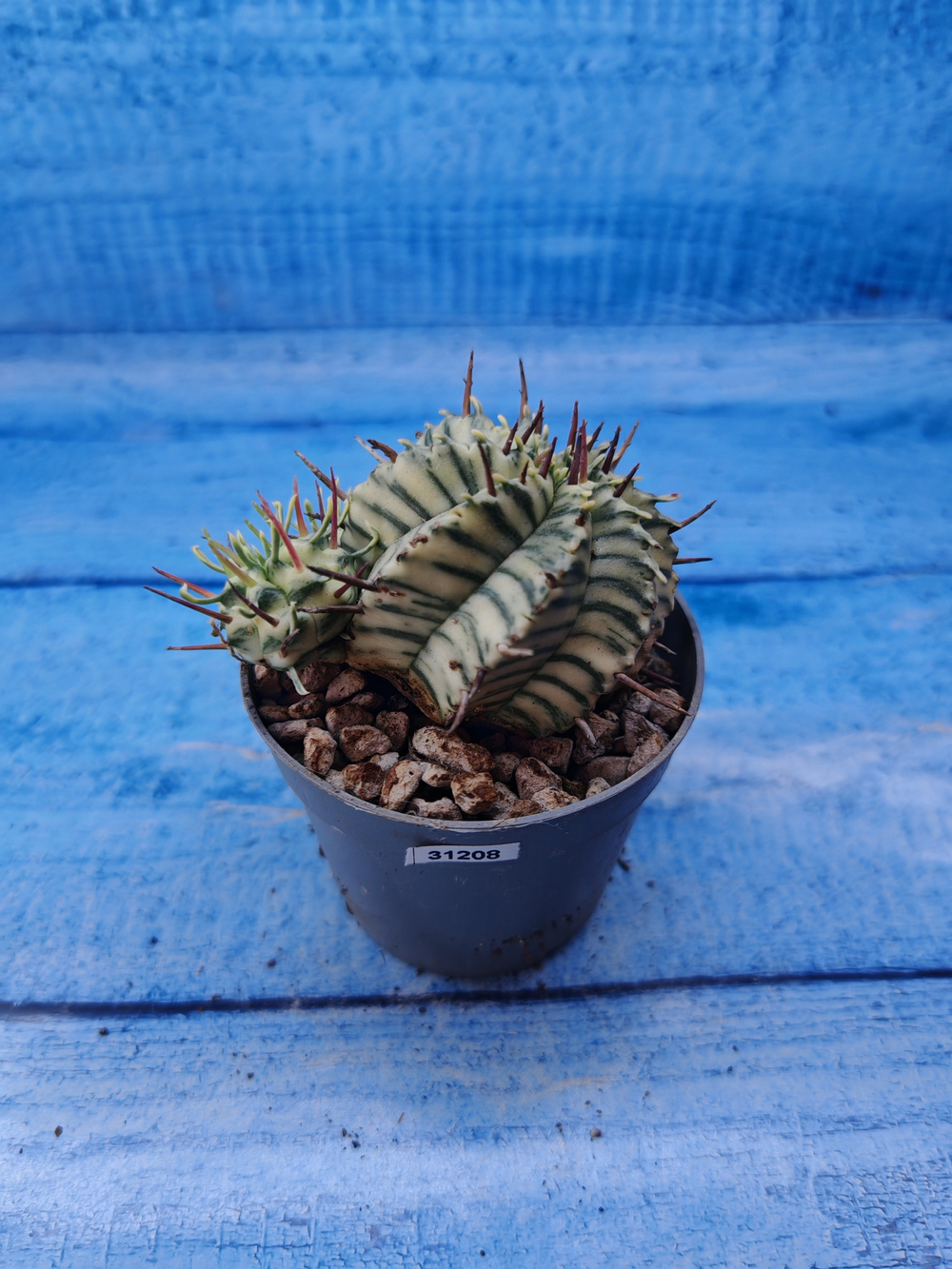 Euphorbia meloformis f. Variegated (Эуфорбия вариегатная)