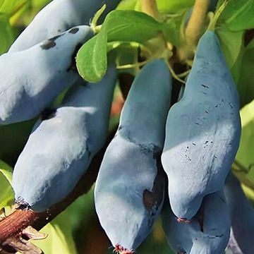 Жимолость Соловей