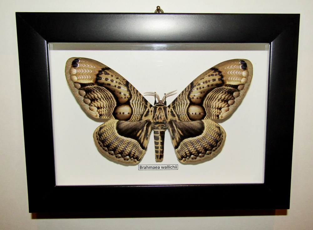 Бабочка Brahmaea wallichii в рамке