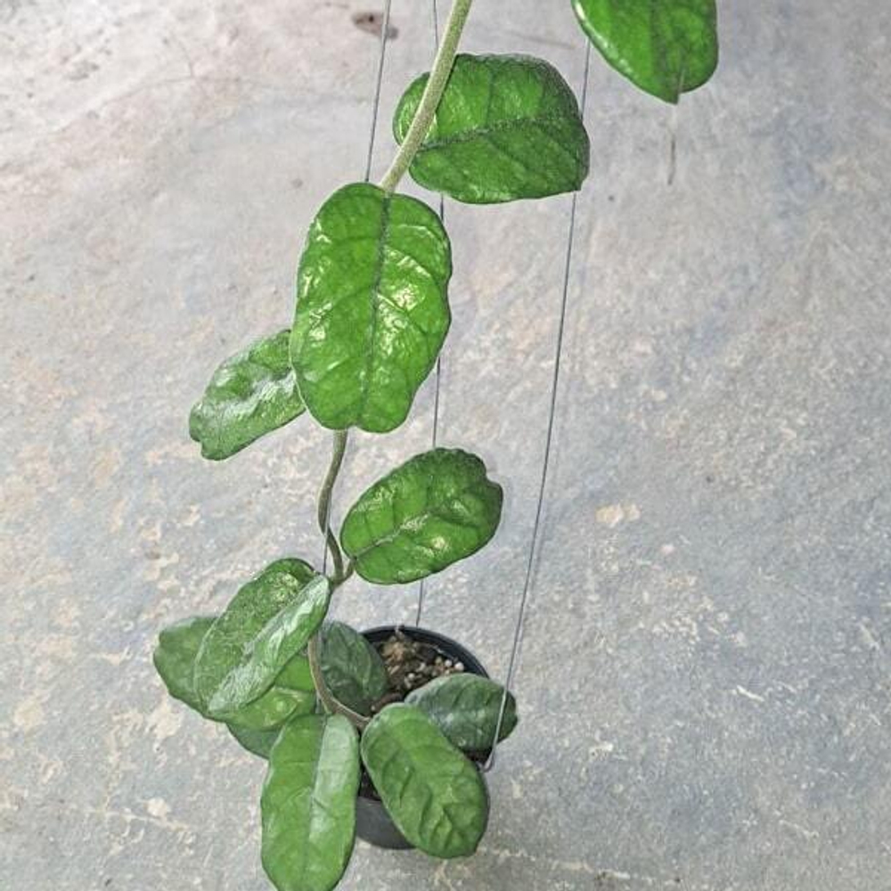 Хойя VILLOSA KHAO DANG