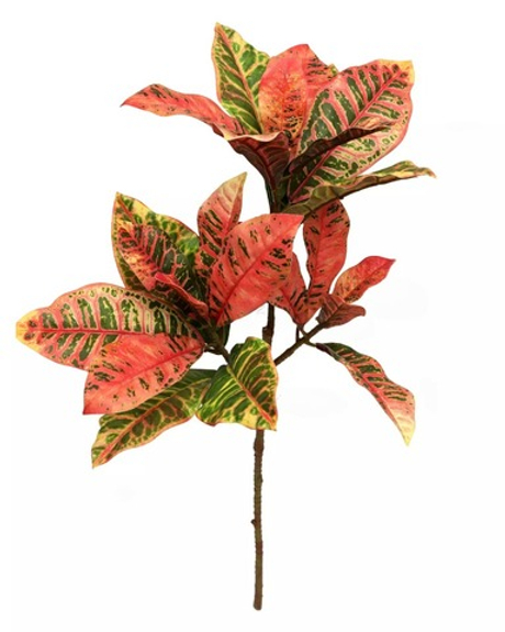 Ветка кротона большая