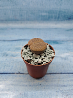 Lithops sp. (Литопсы)