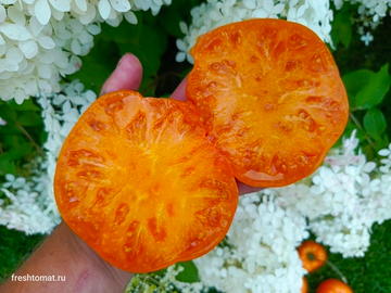 Амана Оранж сорт томата