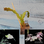 Schlumbergera Thor Wild Cactus White (Декабрист)