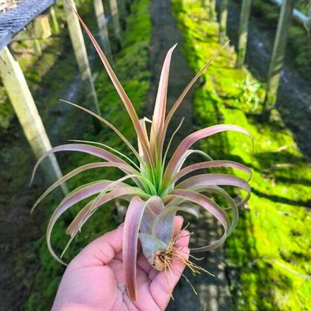 Тилландсия Love Knot (capitata x streptophylla) M