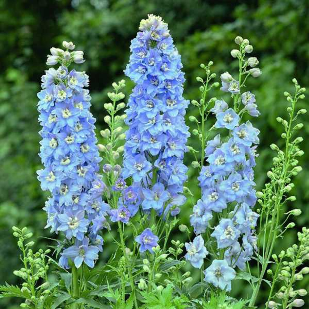 Дельфиниум Мэджик Фонтейн