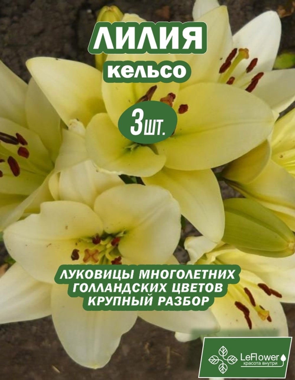 Лилия Луковица, Кельсо, 3 шт