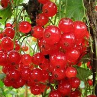 Смородина красная