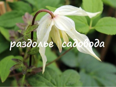 Клематис (княжик) Лемон Бьюти (горшок 3л)