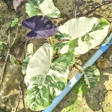 Алоказия MACRORRHIZA