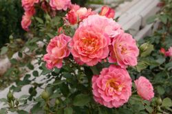 Мишель Бедросьян (Michelle Bedrossian)