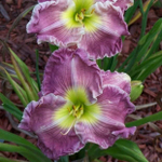 Лилейник Блю Шин С2