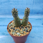 Tephrocactus Articulatus Diadematus (Тефрокактус)