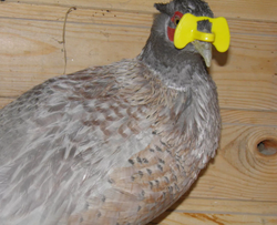 Очки д/ фазанов и кур