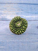 Gymnocalycium Spineless Crested form (Гимнокалициум Кристатный)