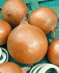 Навигатор семена лука репчатого (Гавриш)